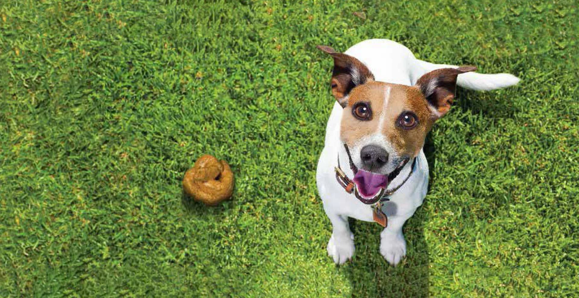 Os Sinais que o Cocô do Seu Cachorro Dá Sobre a Saúde Dele