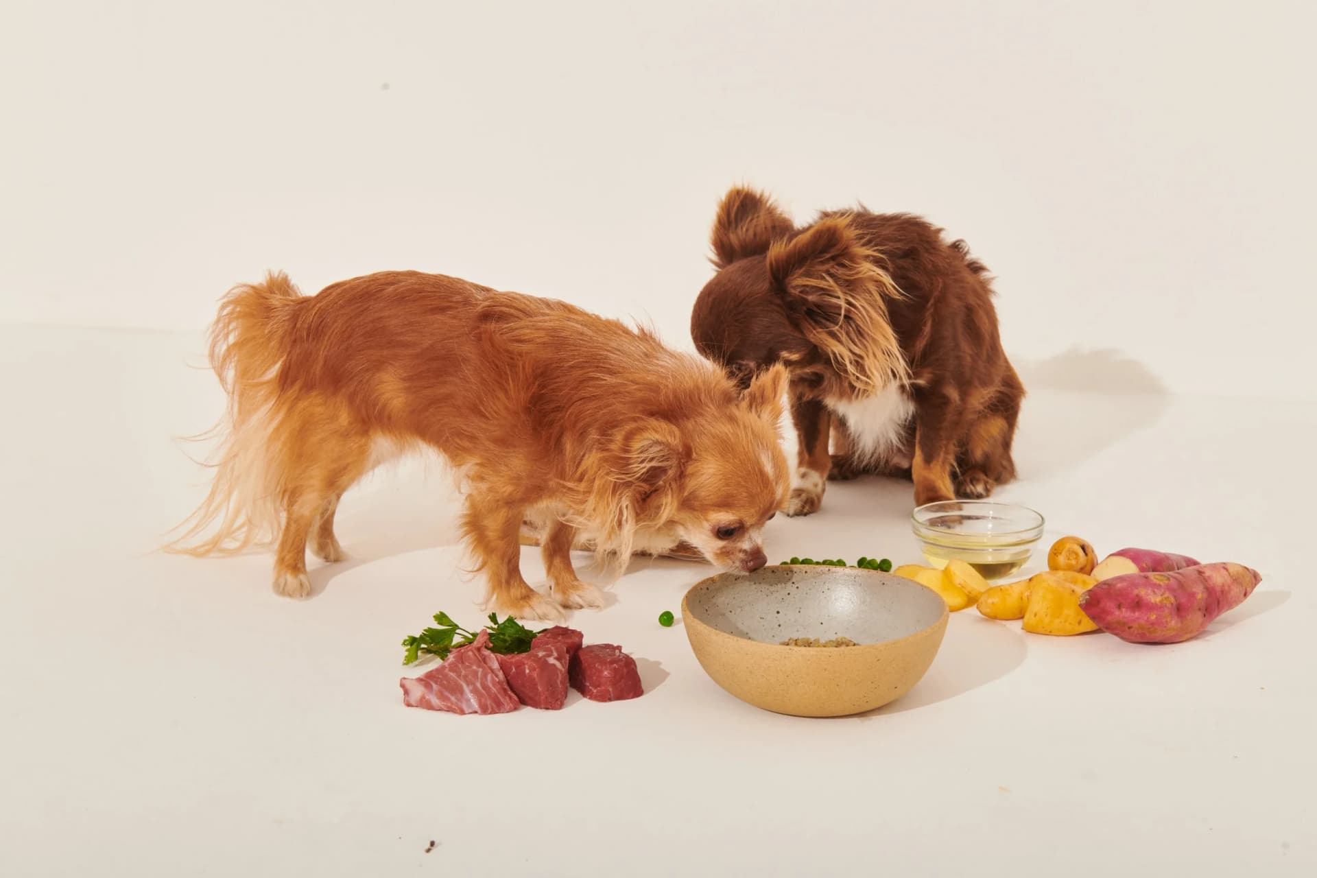 O olfato canino e a experiência alimentar