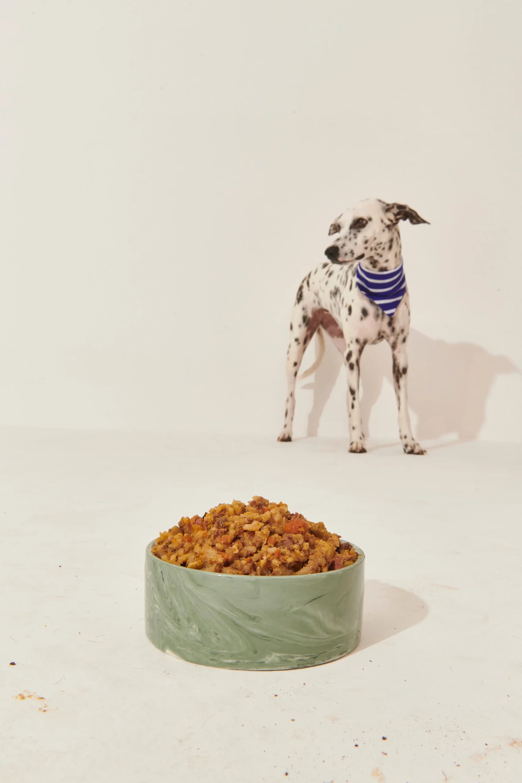 Rotina alimentar canina flexível: como se adaptar às necessidades do seu cão