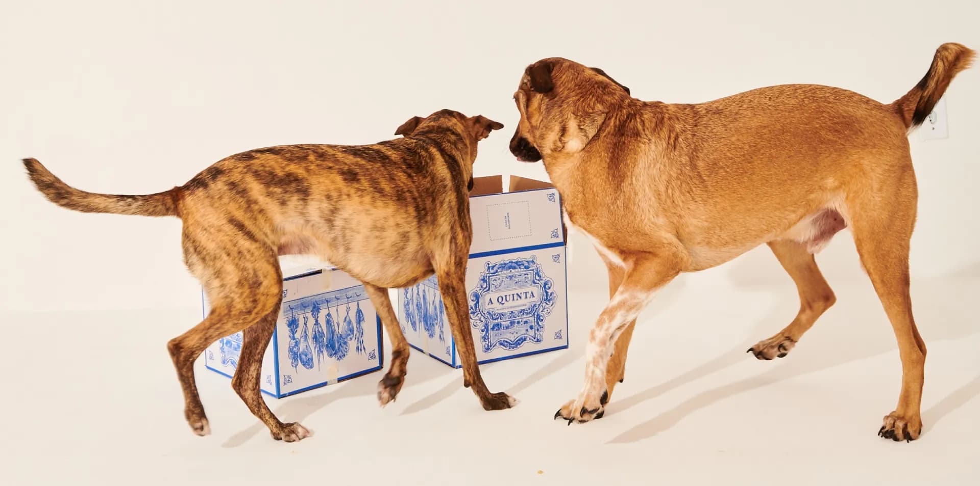 Diversos cães de diferentes raças ao redor de caixas com produtos A Quinta - alimentação natural